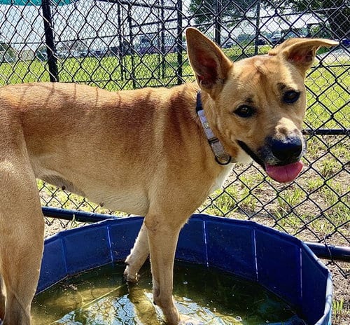 Photo of Nalu, adoptable Black Mouth Cur in Ocala, Florida