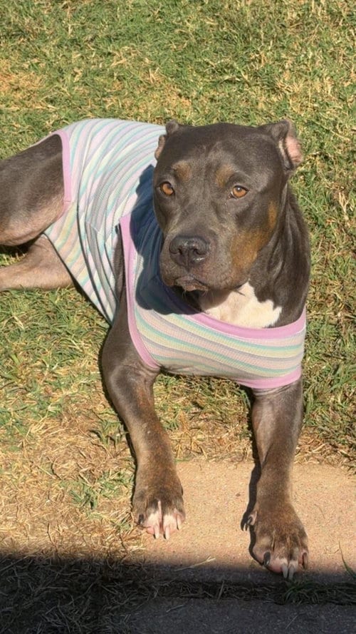 Photo of Gretchen, adoptable American Pit Bull Terrier in Germantown, Ohio