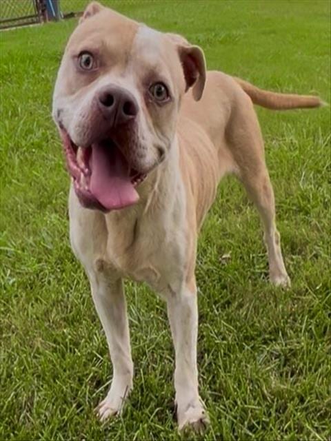 Photo of Stewart, adoptable Pit Bull Terrier in Grovetown, Georgia