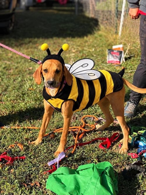 Photo of Ann, adoptable Hound in Westwood, New Jersey