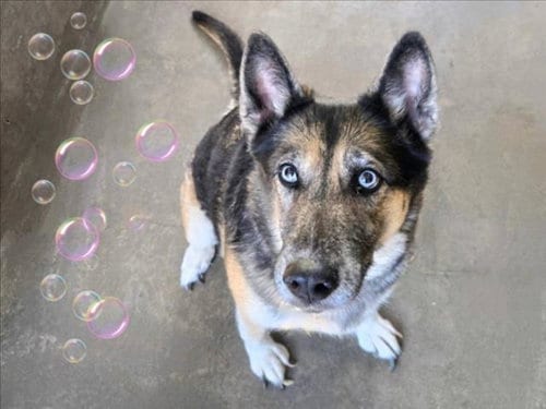 Photo of Luna, adoptable German Shepherd Dog in Van Nuys, California