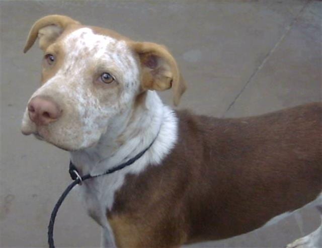 Photo of Fauna, adoptable Mixed Breed