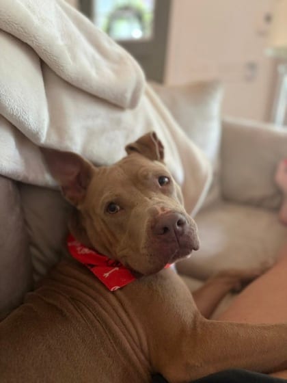 Photo of Leela, adoptable dog in Atlanta, Georgia