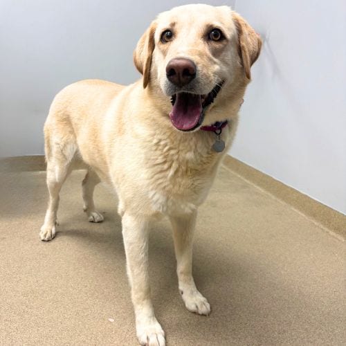 Photo of Lady Bird, adoptable Labrador Retriever in Aurora, Colorado