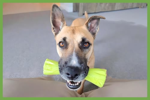 Photo of Sage, adoptable German Shepherd Dog in Amherst, Massachusetts
