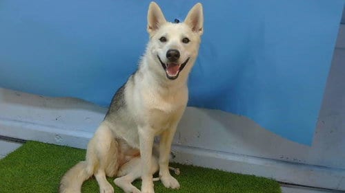 Photo of Chloe, adoptable Siberian Husky in Gardena, California