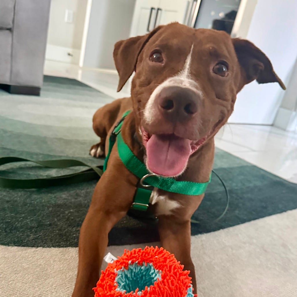Photo of Rainbow Sprinkles, adoptable Retriever, Chocolate Labrador / Mixed Breed (Medium) in Jersey City, New Jersey