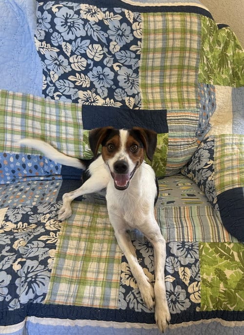 Photo of Kawliga, adoptable Rat Terrier in Pipe Creek, Texas