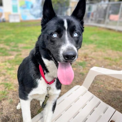 Photo of Binky Barnes, adoptable Unknown breed in Oakland, California