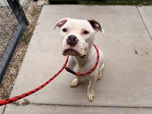 Photo of Karlo, adoptable American Bulldog in Garland, Texas