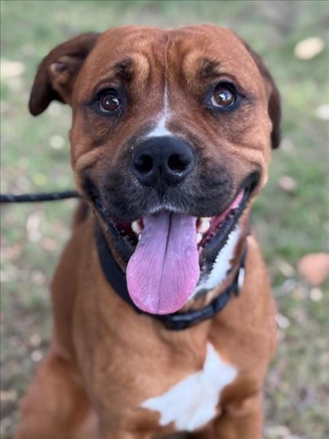 Photo of August, adoptable Mastiff in Woodland, California