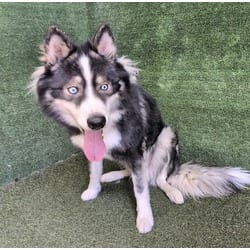 Photo of Chulo, adoptable Husky in Lancaster, California