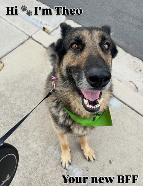 Photo of Theo, adoptable German Shepherd Dog in San Diego, California
