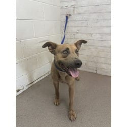 Photo of Mango, adoptable American Pit Bull Terrier in San Bernardino, California
