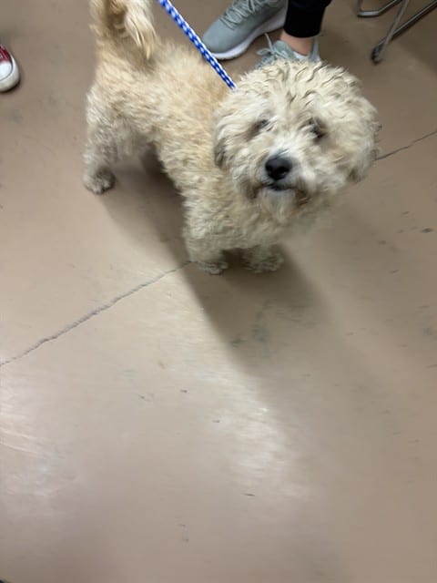Photo of Toby, adoptable Poodle - Miniature in Chicago, Illinois
