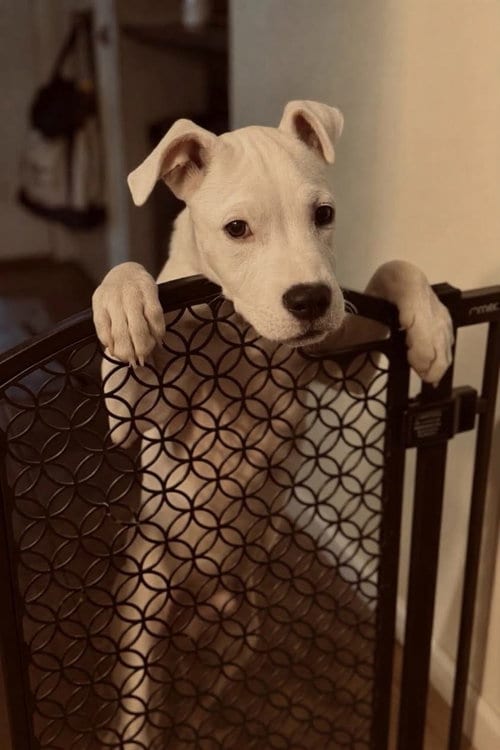 Photo of Ozzy, adoptable American Bulldog in Phoenix, Arizona