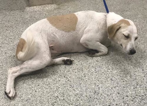 Photo of Mikita, adoptable Labrador Retriever in Conroe, Texas