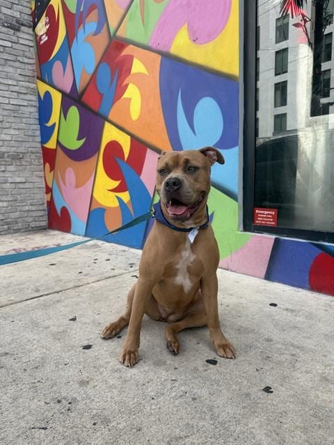 Photo of Santana, adoptable Pit Bull Terrier in Miami, Florida