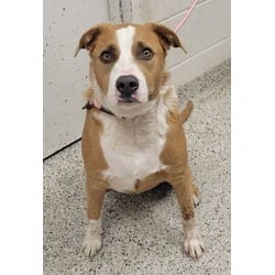 Photo of Tia, adoptable Mixed Breed (Medium) in Kansas City, Missouri