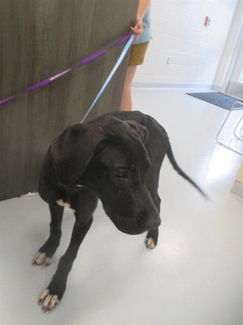 Photo of Crunch, adoptable Labrador Retriever in Ocala, Florida