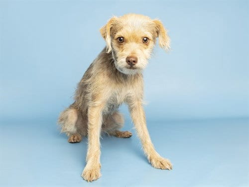 Photo of Daisy, adoptable Chihuahua in Phoenix, Arizona