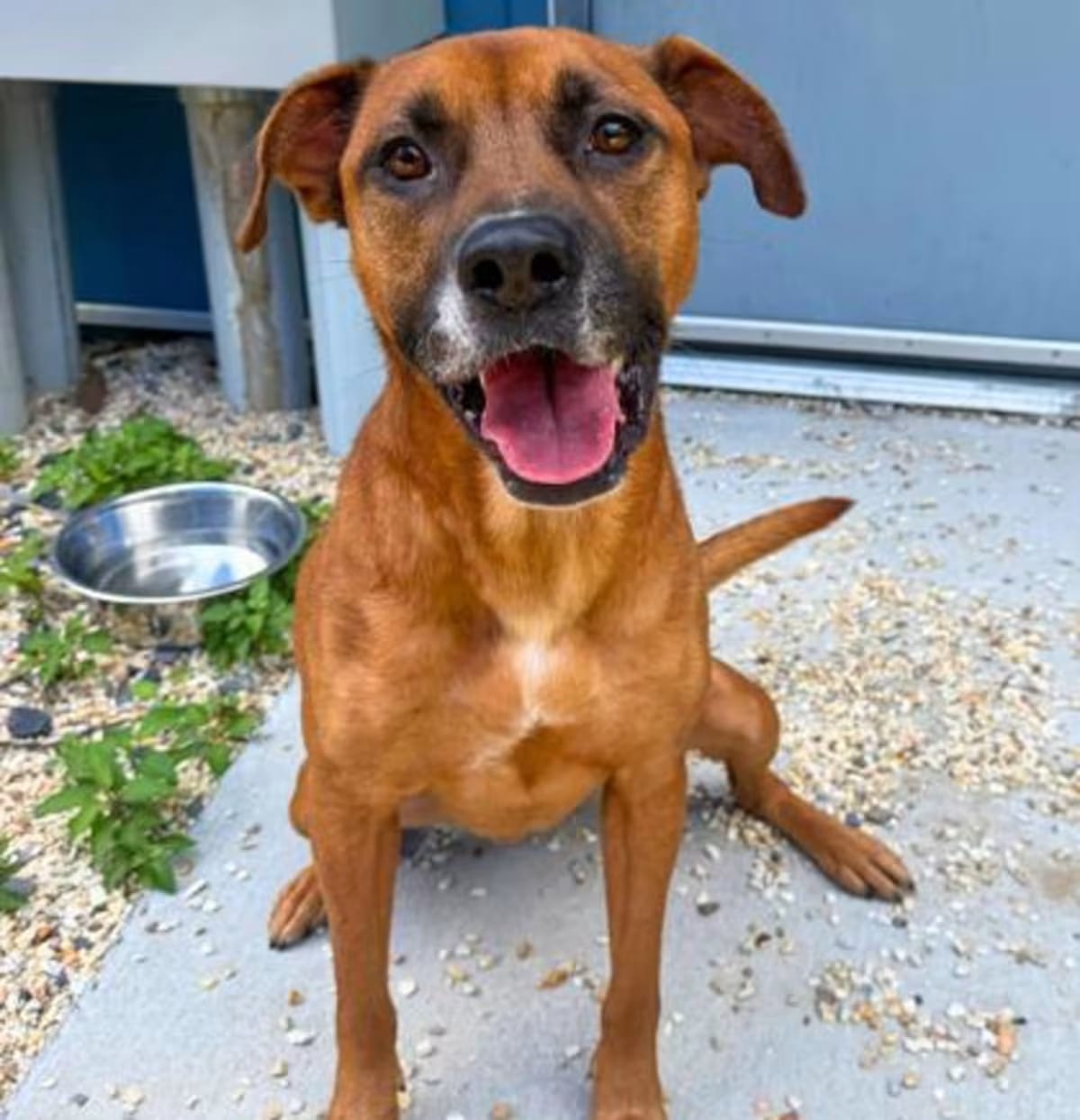 Photo of Shadow, adoptable American Pit Bull Terrier in New Orleans, Louisiana