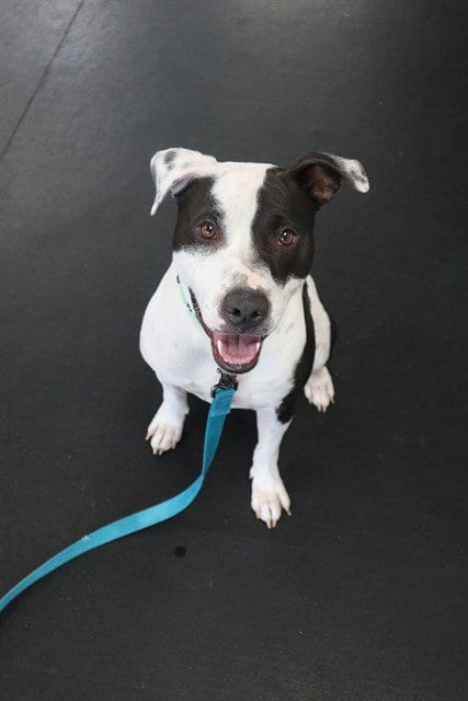 Photo of Rocky, adoptable Staffordshire Bull Terrier in Center Township, Pennsylvania