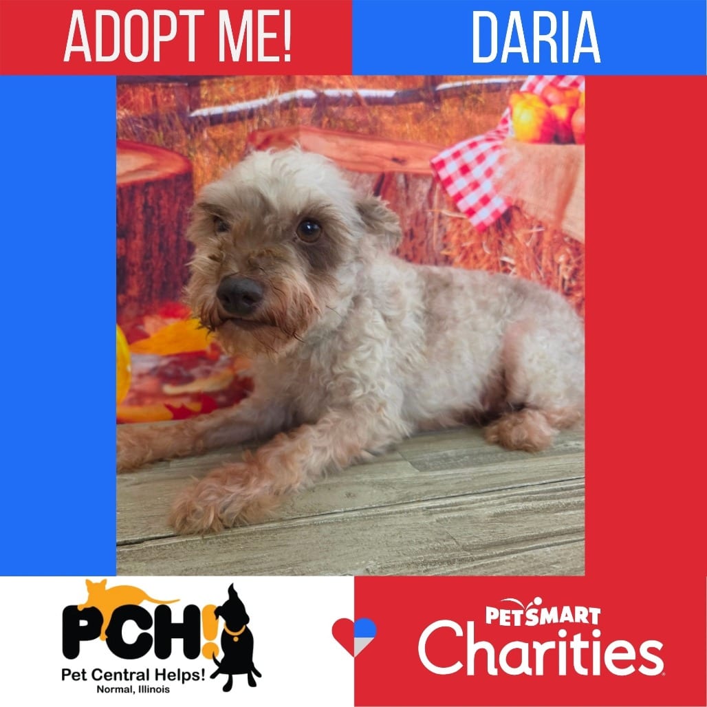 Photo of Daria, adoptable Schnauzer, Miniature in Normal, Illinois