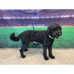 Photo of Archer, adoptable Poodle (Standard) in Doral, Florida