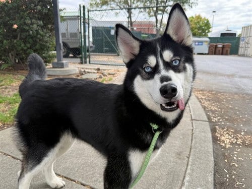 Photo of Ivy, adoptable Siberian Husky in Antioch, California