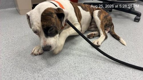 Photo of Meryl, adoptable American Pit Bull Terrier in Ocala, Florida