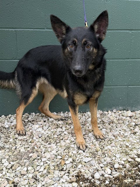 Photo of A311426, adoptable German Shepherd Dog in Naples, Florida