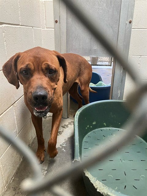 Photo of Cora, adoptable Mastiff in Lompoc, California