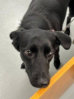Photo of Kalia, adoptable German Shepherd Dog in St. Cloud, Florida
