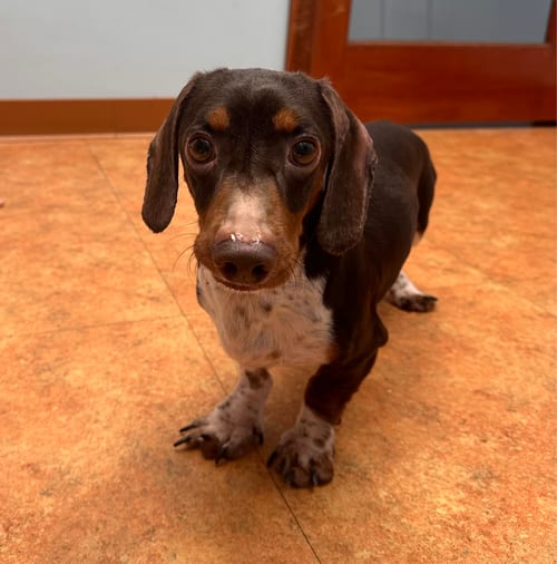 Photo of Ziggy, adoptable Dachshund in Weston, Florida