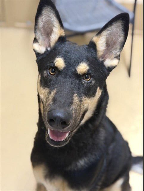 Photo of Toby, adoptable German Shepherd Dog in Chula Vista, California
