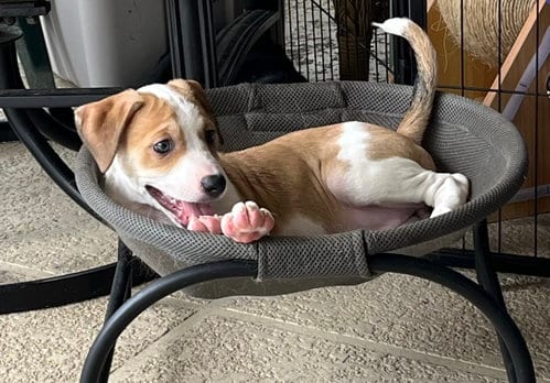 Photo of Nevada, adoptable Labrador Retriever in Royal Palm Beach, Florida