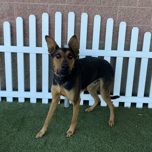 Photo of Chief, adoptable Doberman Pinscher in Modesto, California