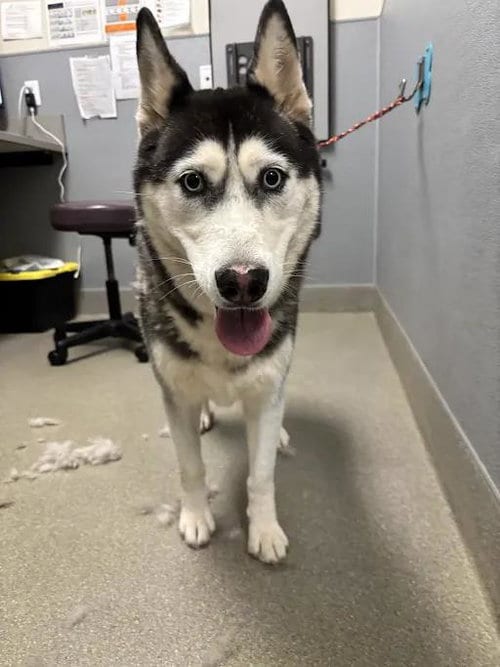 Photo of Lucy, adoptable Husky in Las Vegas, Nevada