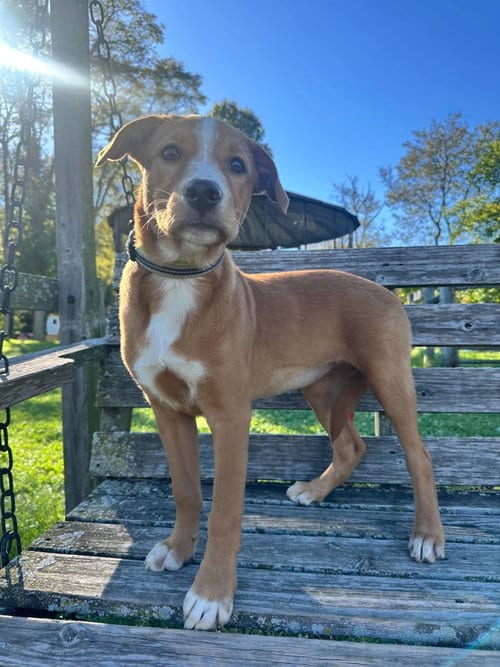 Photo of Cheese, adoptable Labrador Retriever in Germantown, Ohio