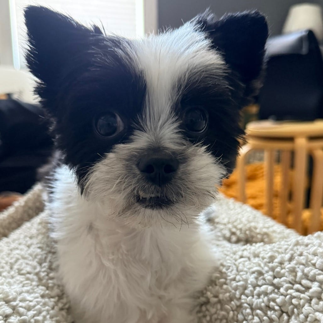 Photo of Cricket, adoptable Shih Tzu / Mix in Chicago, Illinois