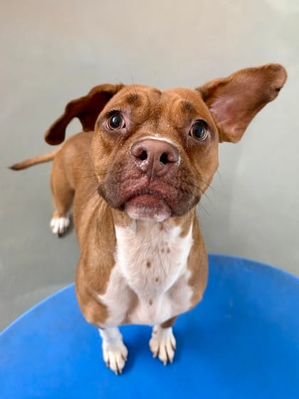 Photo of Churro, adoptable Mixed Breed in New Orleans, Louisiana