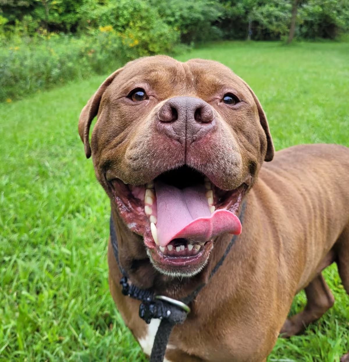 Photo of Nutella, adoptable American Pit Bull Terrier in York, Pennsylvania