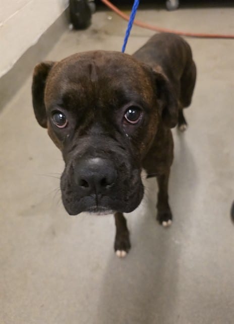 Photo of Blue, adoptable Briard in Miami, Florida