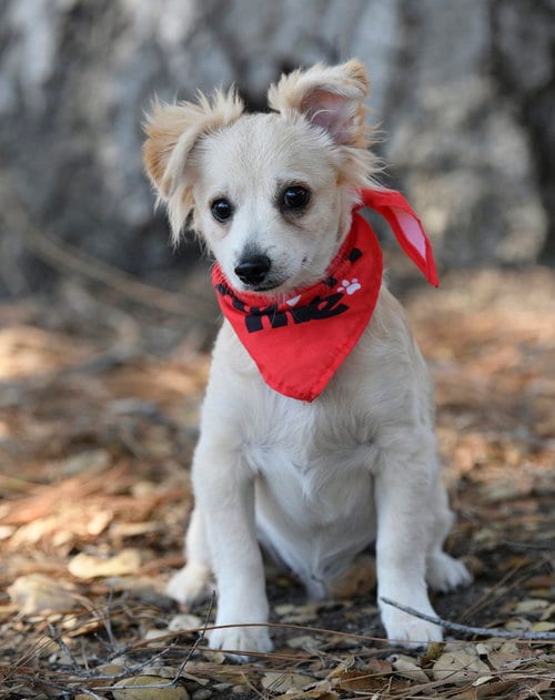 Photo of Marley, adoptable Pomeranian in Dana Point, California