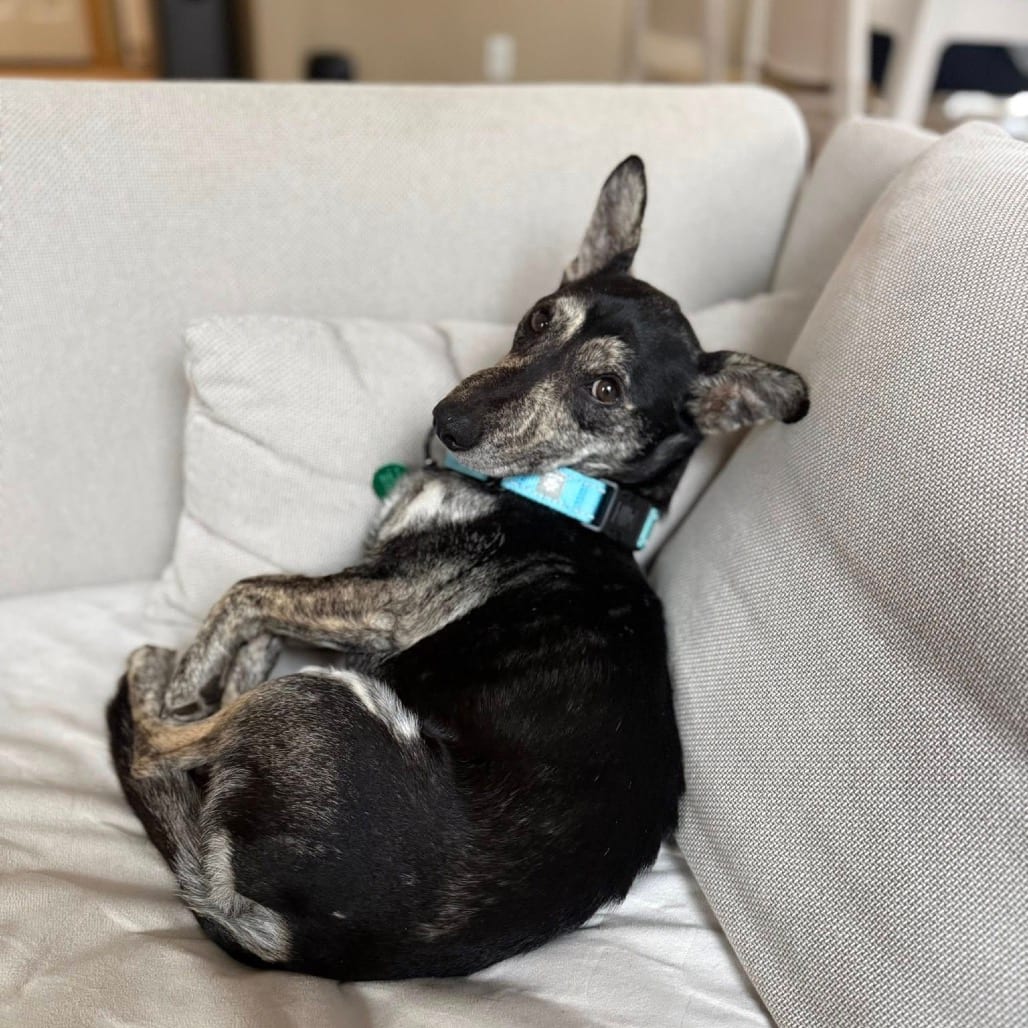 Photo of Dash, adoptable Mixed Breed (Medium) in Buffalo, Minnesota