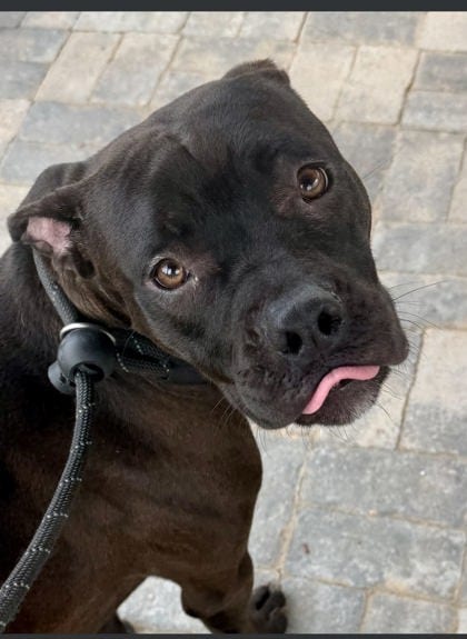 Photo of Ariel, adoptable dog in Atlanta, Georgia