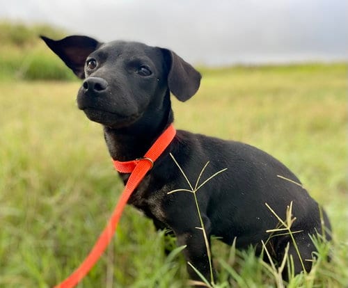 Photo of Matilda, adoptable Dachshund in Humble, Texas