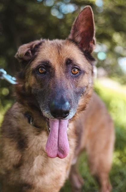 Photo of Venus, adoptable German Shepherd Dog in Jacksonville, Florida