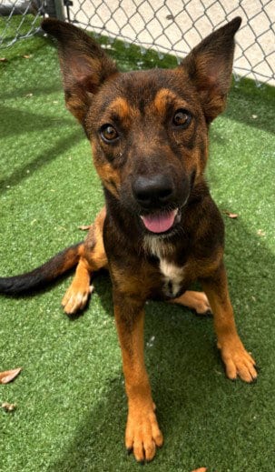 Photo of Prissy, adoptable German Shepherd Dog in Texas City, Texas